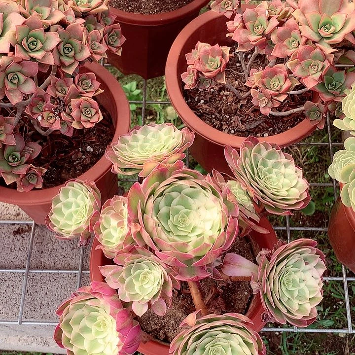 海王的，多肉植物