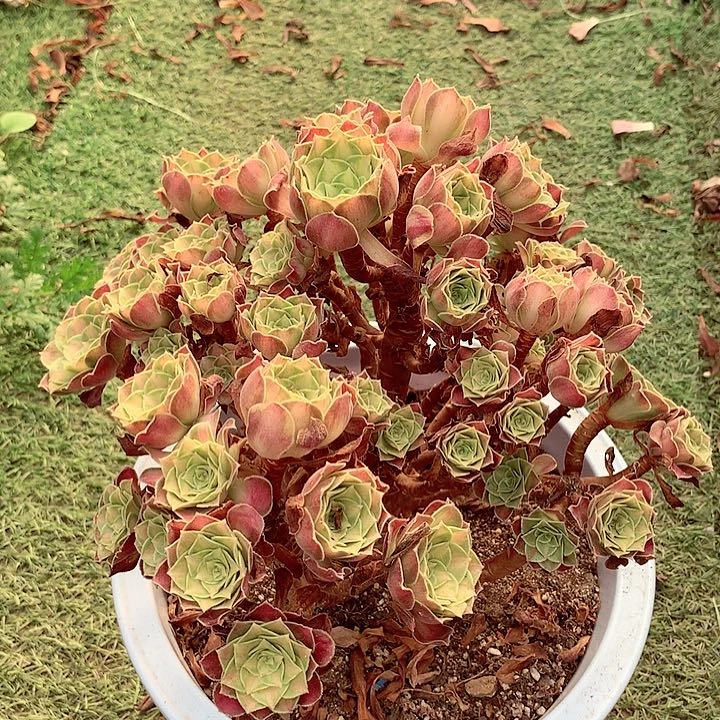 韶华 小朵，多肉植物