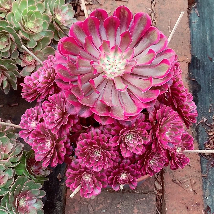 红超白，多肉植物