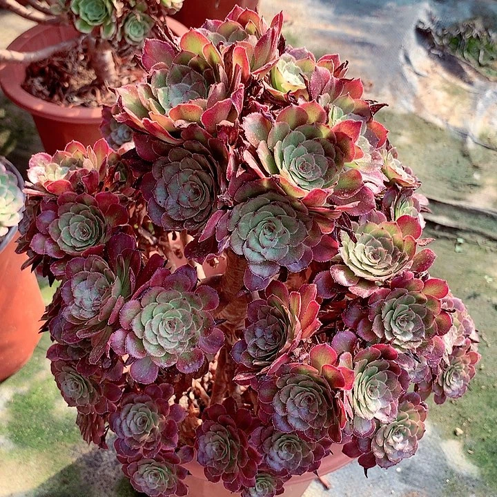 美亚朵朵，多肉植物