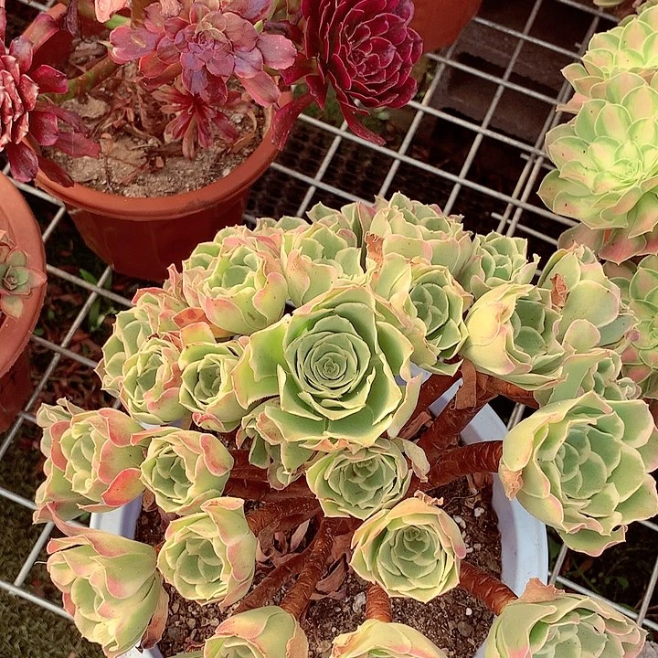 白凤老桩，多肉植物