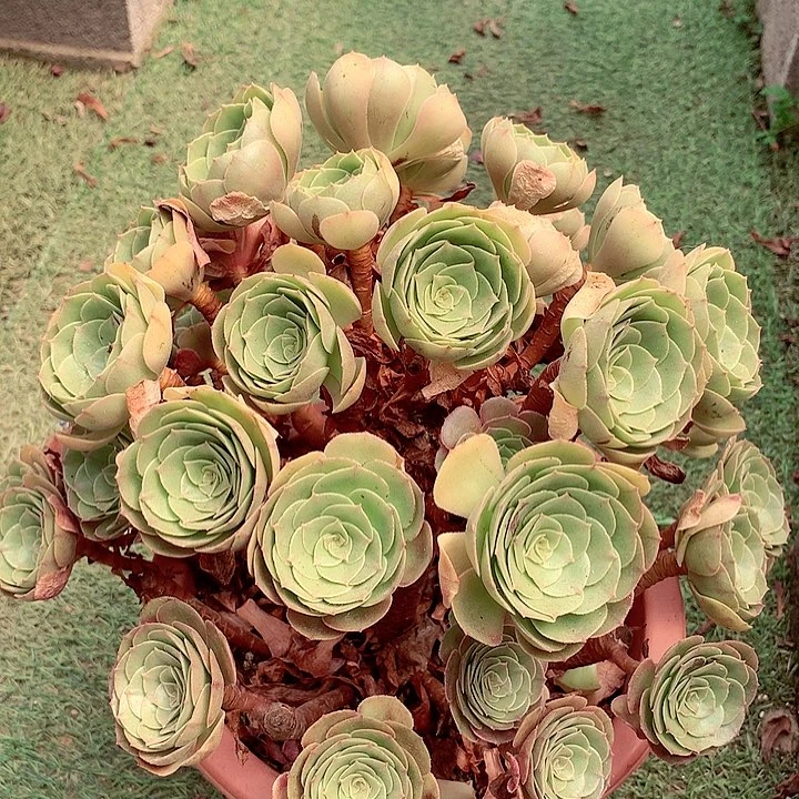 万小朵,多肉植物