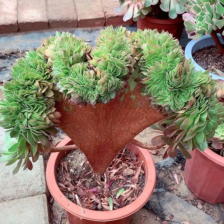 整板万缀，多肉植物