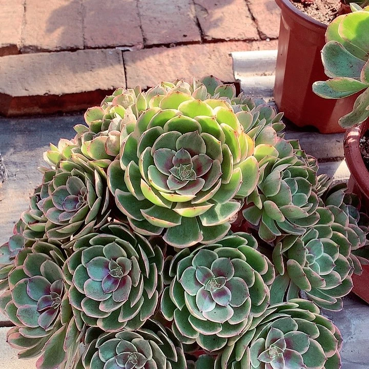 夜宴捧花，多肉植物