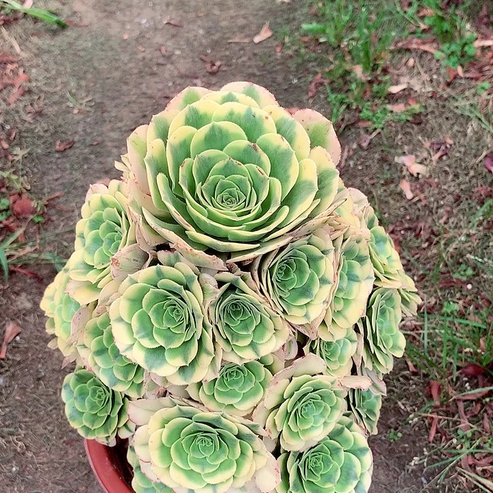 金丝捧花，多肉植物