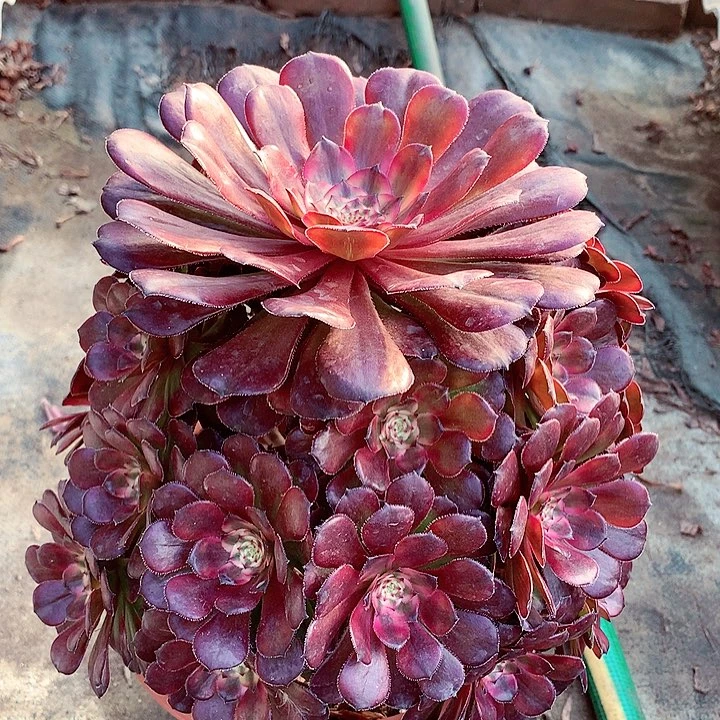 月蝉捧花，有点微瑕，两单包邮