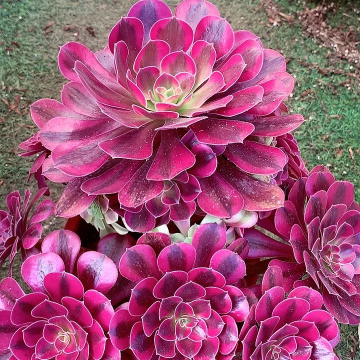 美杜莎,多肉植物