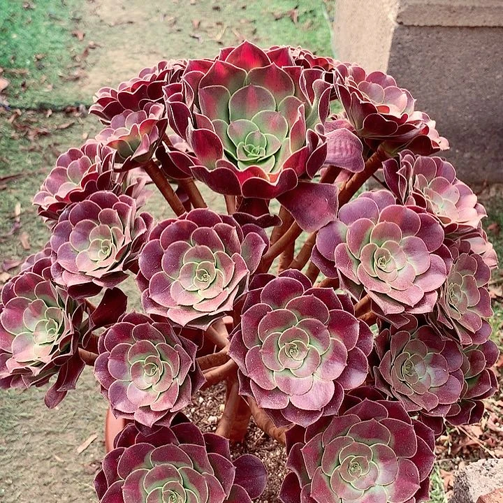 花纳锦，多肉植物