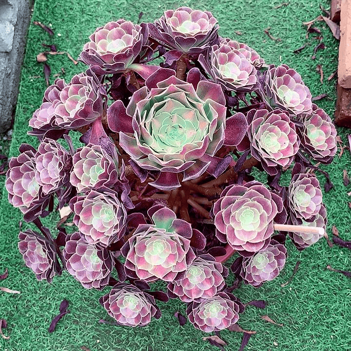 花纳锦，多肉植物