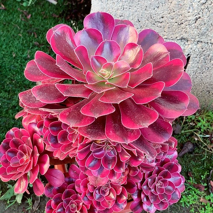 美杜莎，多肉植物