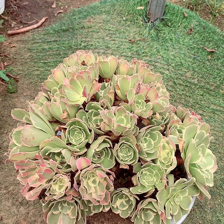 白凤木质桩，有微瑕