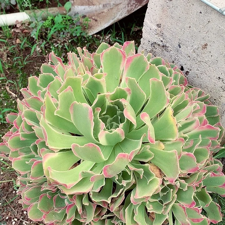 白凤捧花，多肉植物