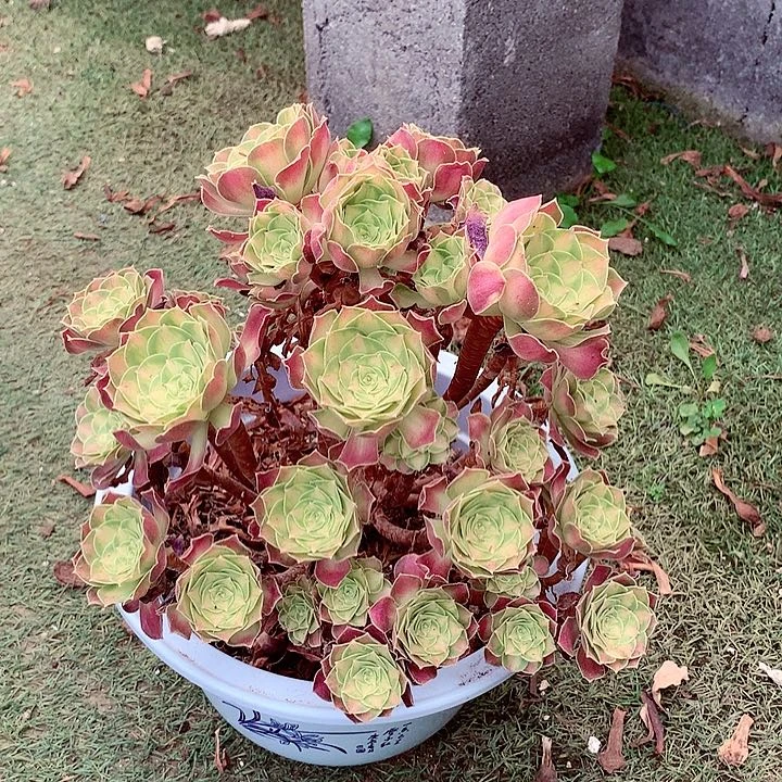 韶华老桩，多肉植物