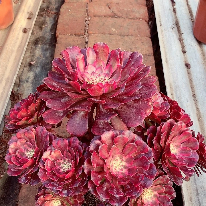 月蝉捧花，多肉植物