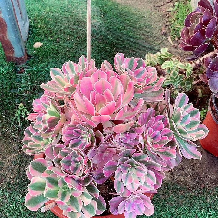 粉女巫，两单包邮，不包损