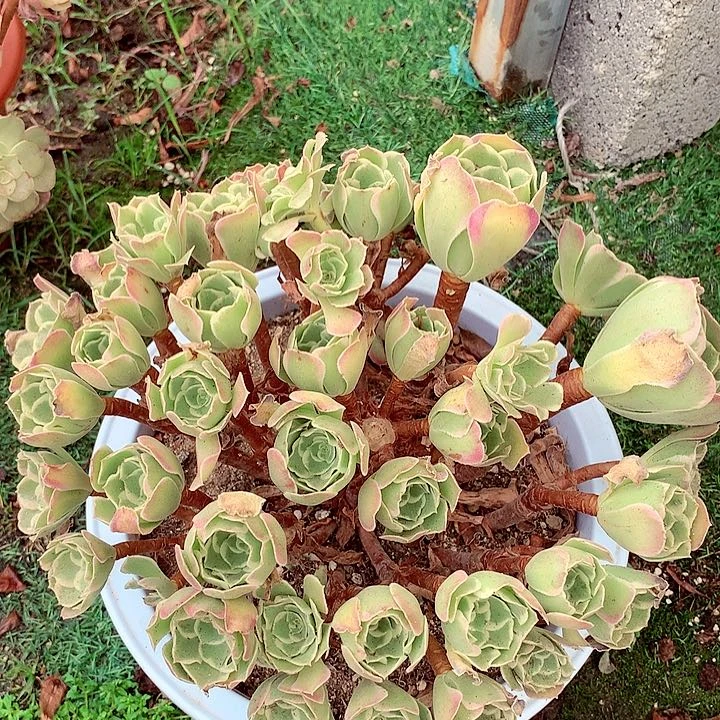 摘心的白凤，多肉植物