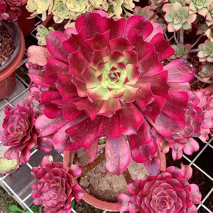 美姬老桩，多肉植物