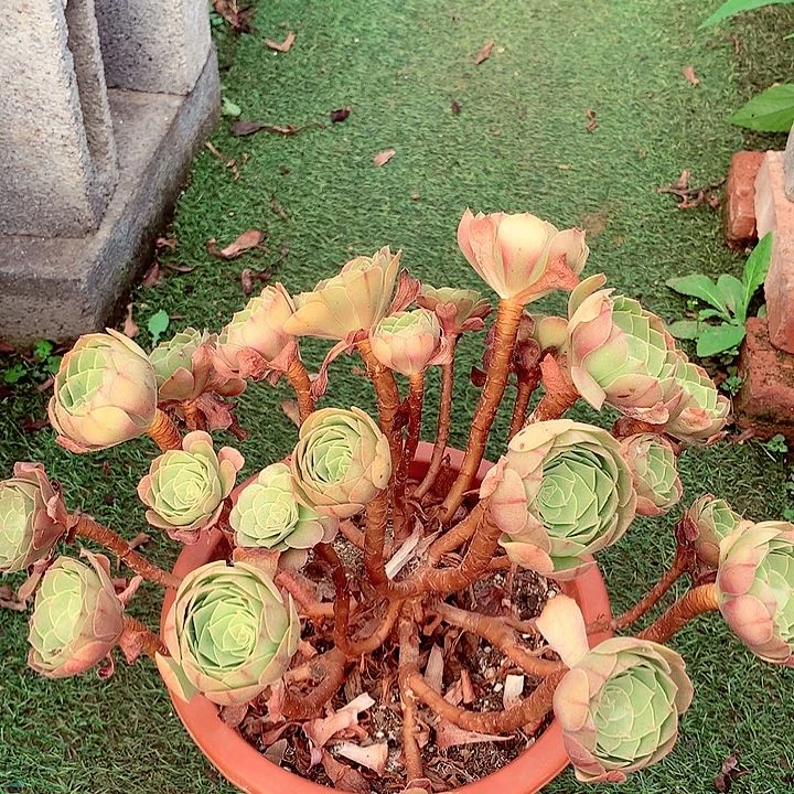 万圣节，多肉植物