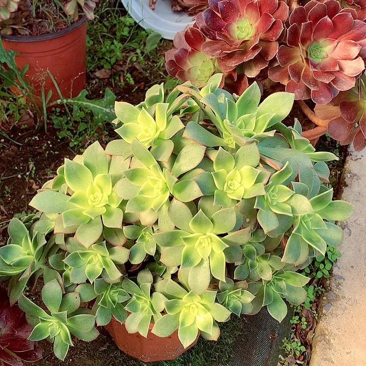 艳日辉，两单包邮