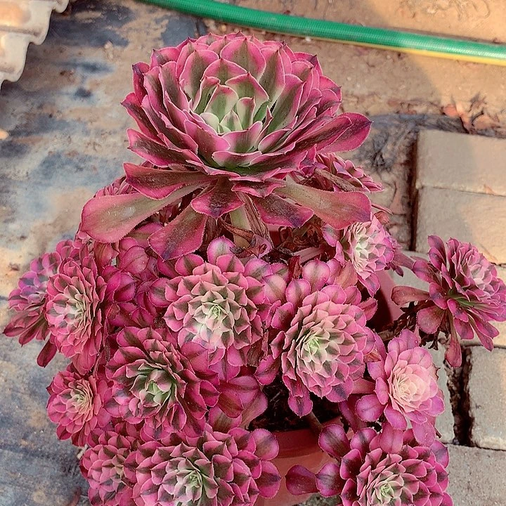 红超白，多肉植物