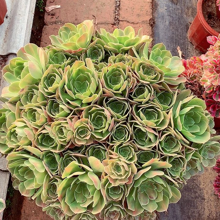 女巫中斑锦，多肉植物
