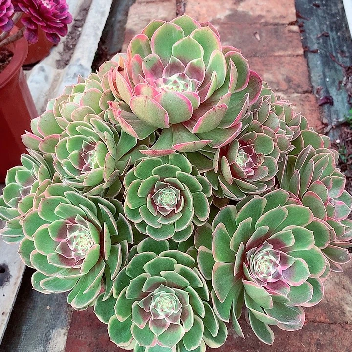粉花妖，多肉植物