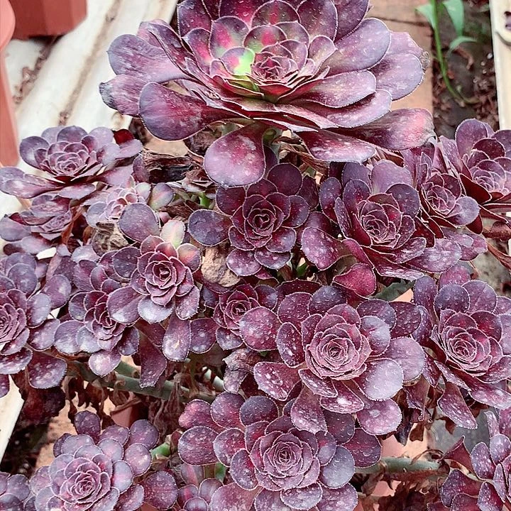 晚霞捧花，多肉植物
