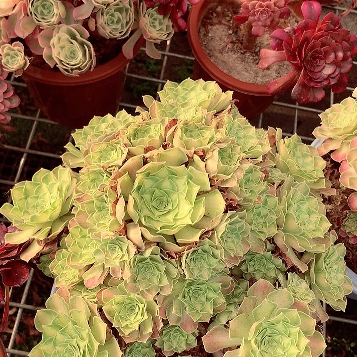 韶华老桩，多肉植物