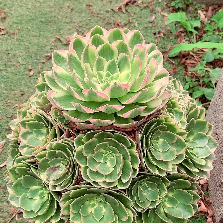 海王捧花，多肉植物