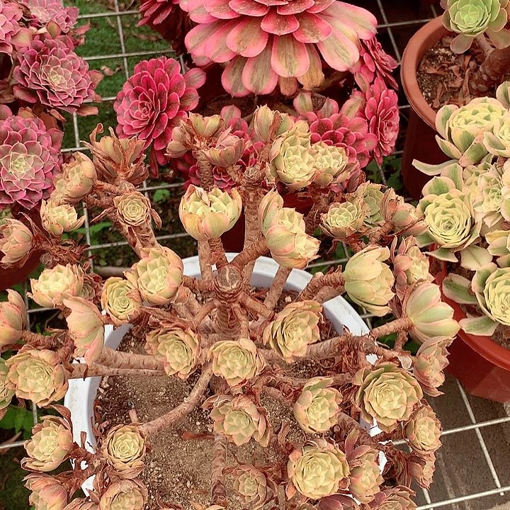 粉黛摘心，不包损