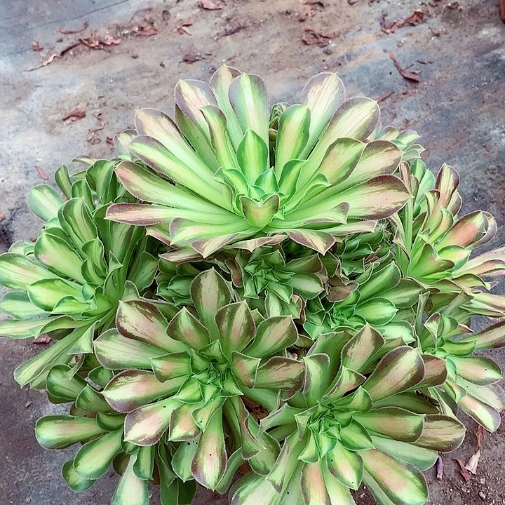 韶华捧花，多肉植物