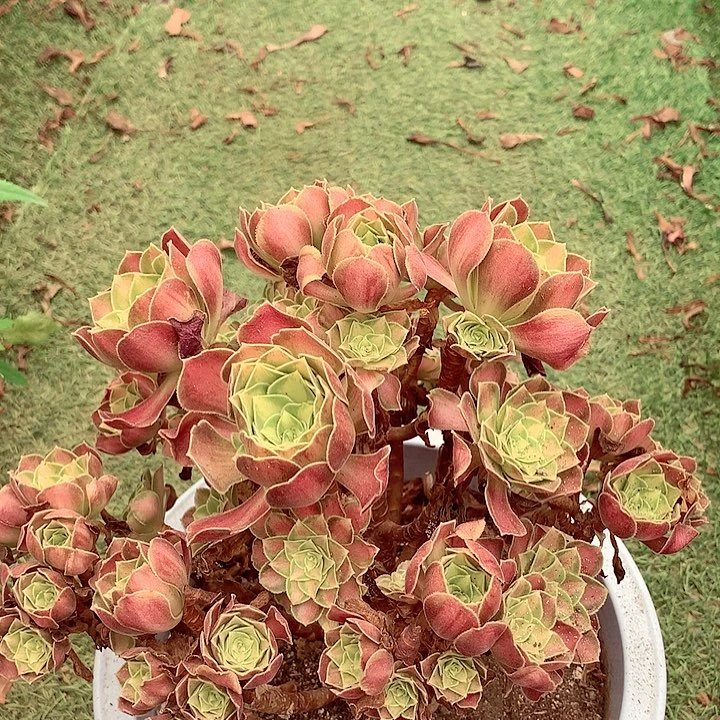 韶华小朵，多肉植物
