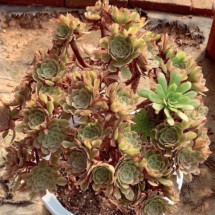 摘心粉黛，多肉植物