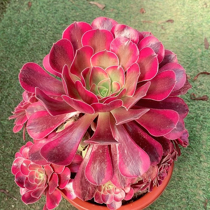 美杜莎，多肉植物
