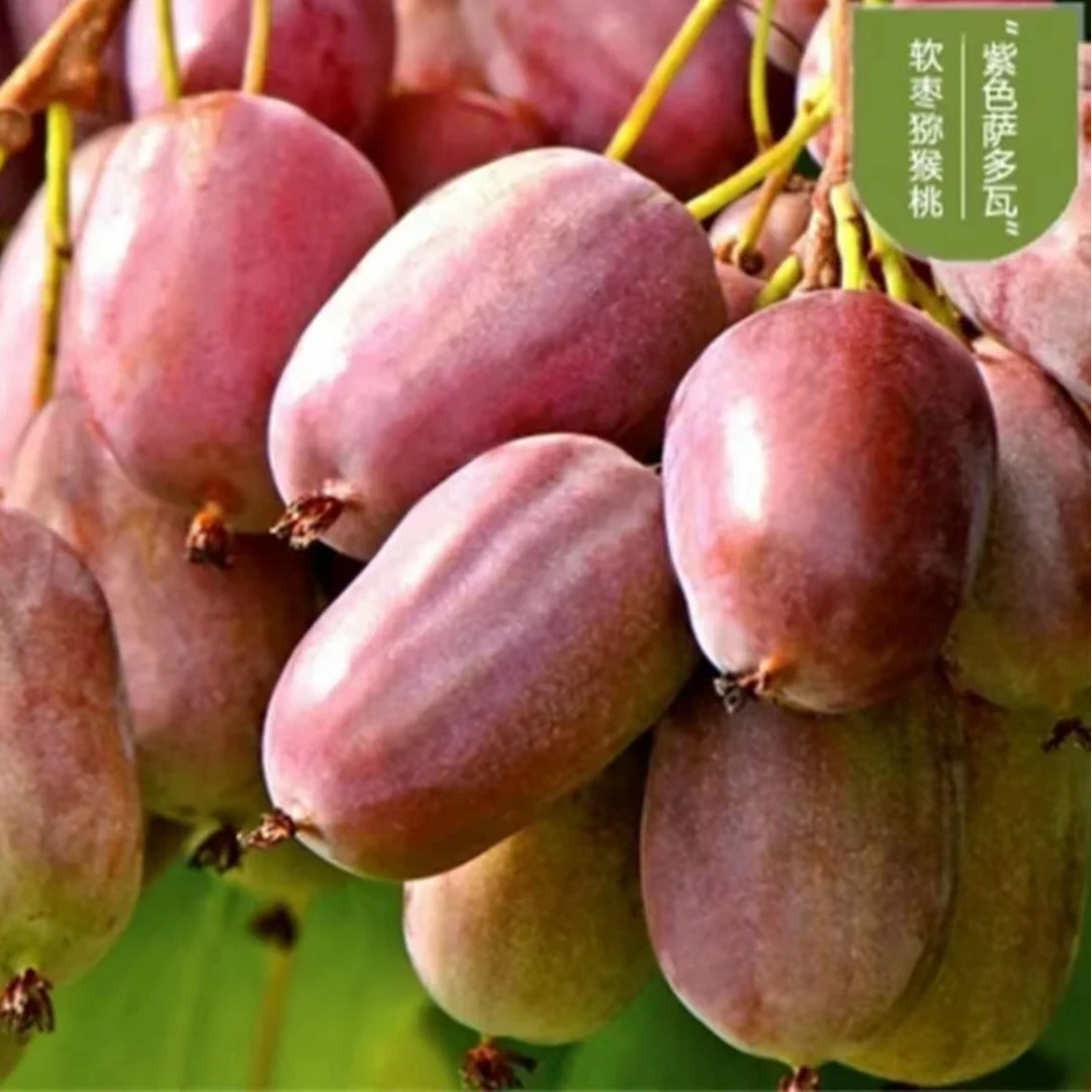 软枣猕猴桃苗盆栽地栽南北方种植