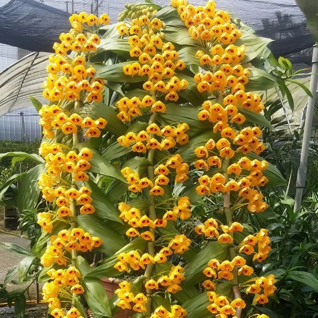 束花石斛（一年两季花，金黄色花瀑布）
