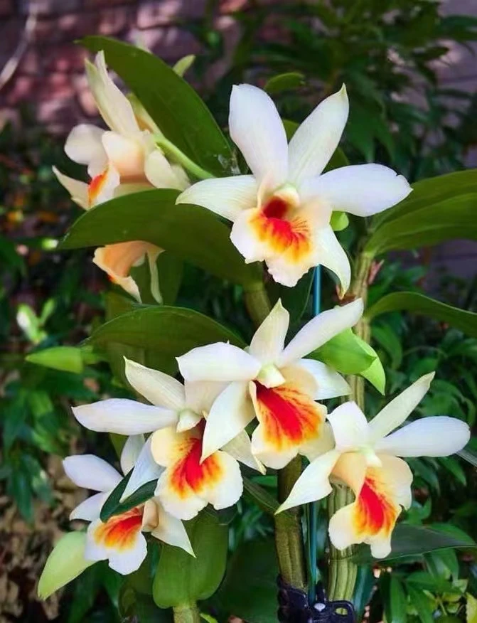 翅萼水果石斛（花期3至5月/ 好养易活、开花清新雅丽）