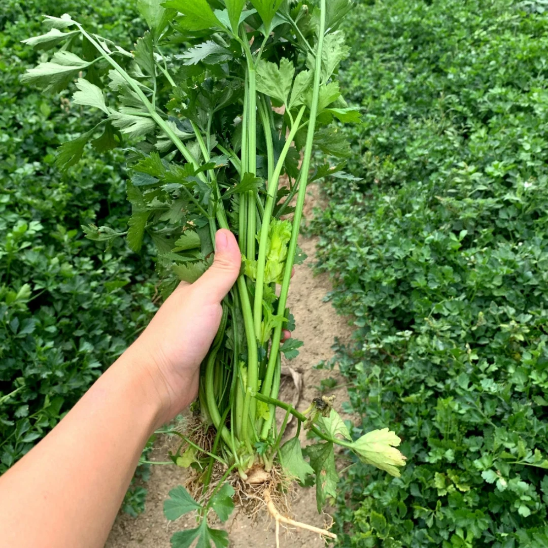 【顺丰包邮】贵州本地老品种芹菜 小香芹 农家自种 现摘现发