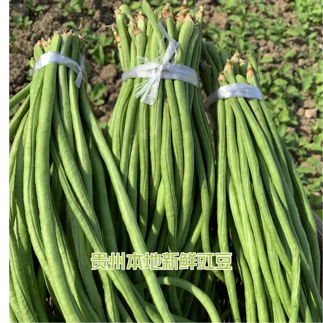 贵州本地新鲜豇豆 长豇 可泡酸菜豇豆 当季应季新鲜蔬菜现摘现发