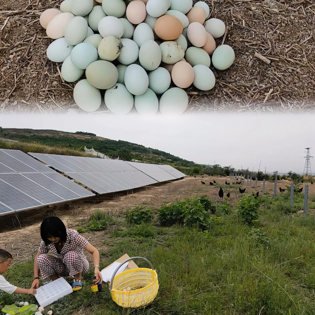 国浩鲜森 散养土鸡蛋~乌鸡蛋30枚