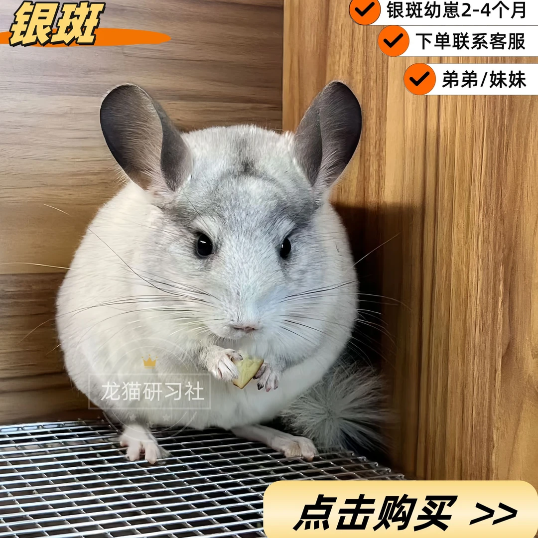 活体宠物龙猫弟弟宠物龙猫（一猫一拍，拍下请联系客服）