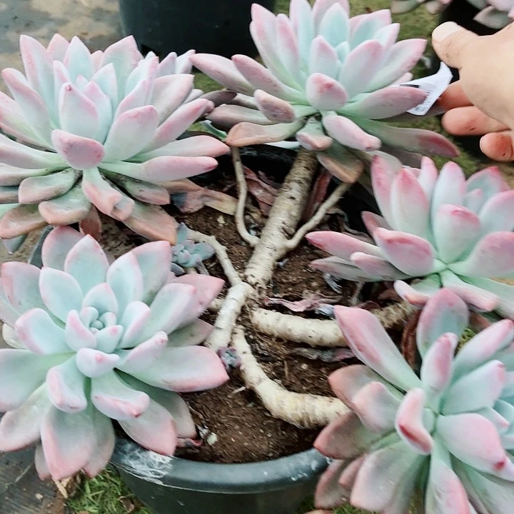 ！*头奥普多肉植物104号