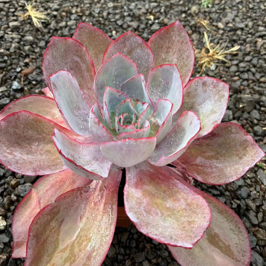 芊喜肯尼迪多肉植物多肉直播精选