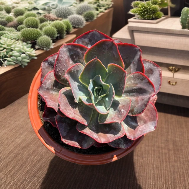 天空之城多肉植物多肉大棵高颜值精选