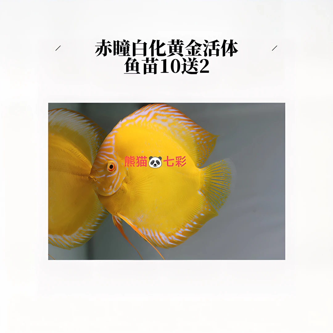 赤瞳白化黄金活体七彩神仙鱼鱼苗成鱼个人繁殖自来水包损