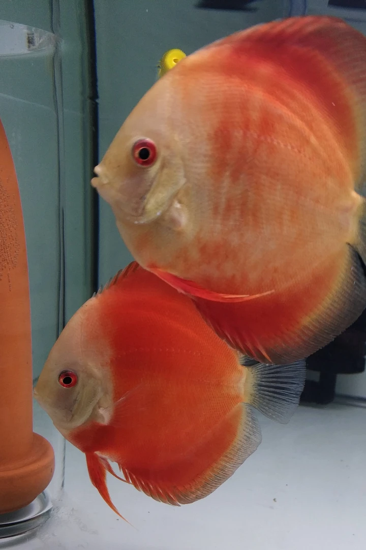 红妃活体七彩神仙鱼繁殖种鱼自来水包损