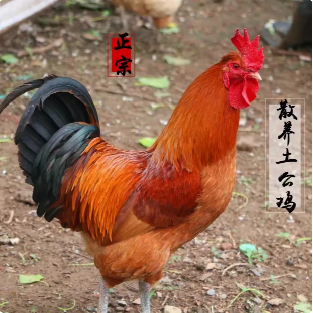 农家树林溜达大公鸡1年左右散养整只带内脏冷鲜冷冻发货