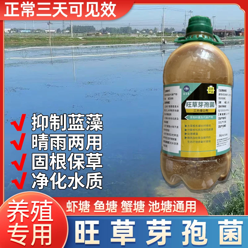 旺草芽孢菌 抑制蓝藻固根保草净化水质蟹塘虾塘伊乐藻 三天爆白根