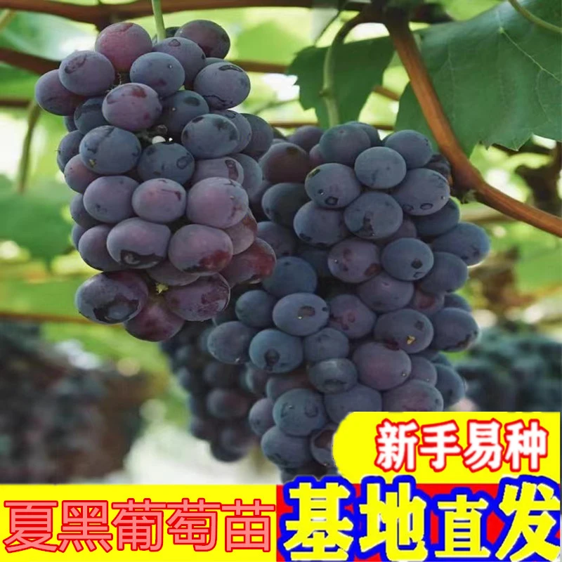 夏黑葡萄苗南北方种植地栽盆栽庭院爬藤蜜甜无籽葡萄果树抗旱抗寒