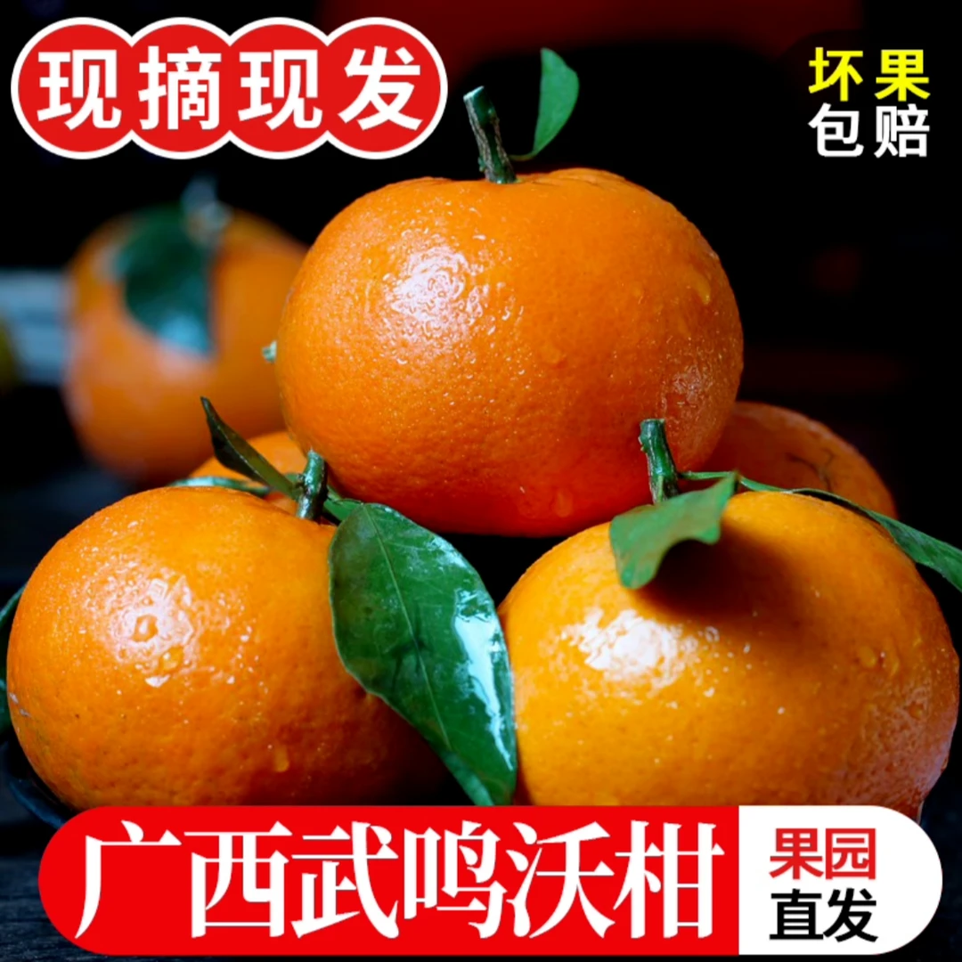 广西武鸣沃柑 鲜甜多汁 香甜爽口 新鲜采摘 5斤